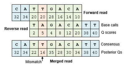 Merging into contigs