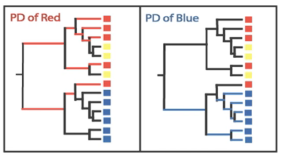 illustration of phylogenetic distance