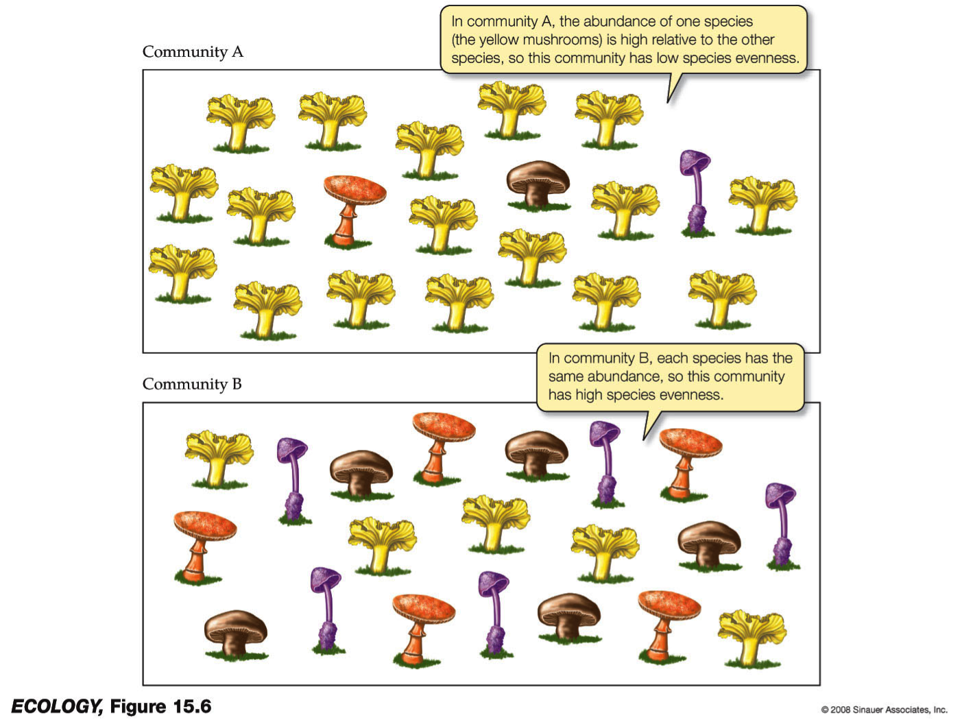 illustration of richness and evenness